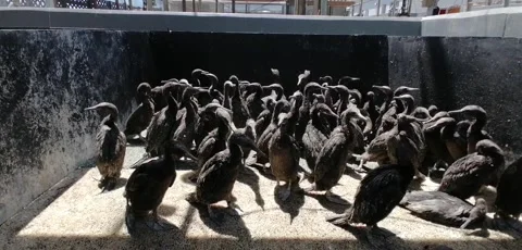 Rescued Cape Cormorant Chicks Being Rehabilitated at SANCCOB Vídeo Stock 340227681