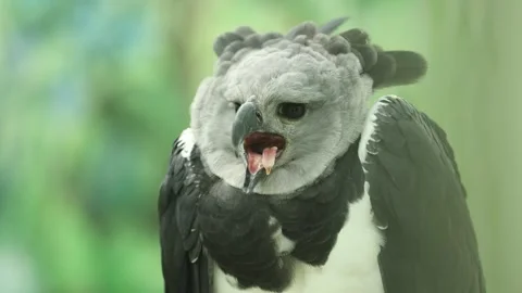 A Rescued Harpy Eagle Looking at Prey - Shallow Depth of Field Stock-Footage 246008625