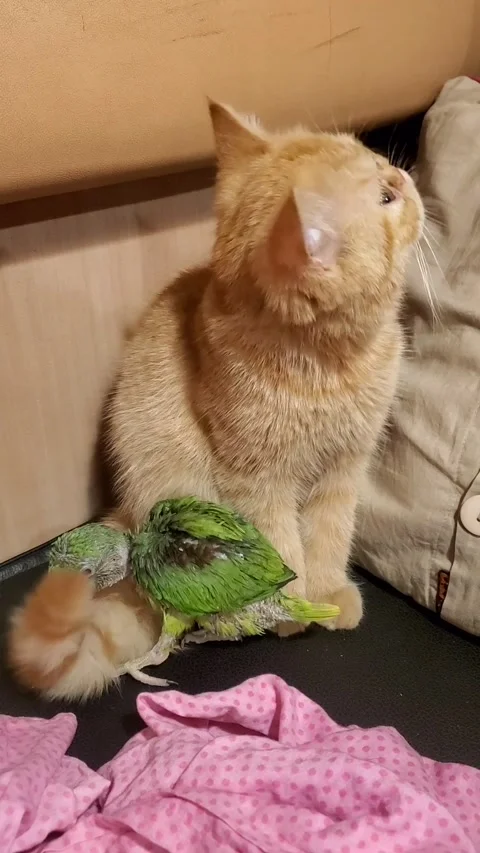 Rescued Kitty and Parrot Play Together, Dhaka, Bangladesh - 07 Feb 2021 Stock Footage 205337853