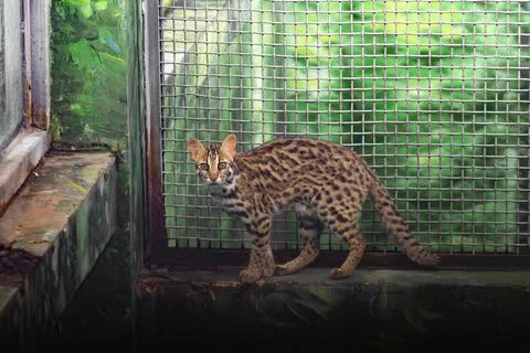 A rescued leopard cat, not able to return to wild habitat,  is confined under me Stock Photos