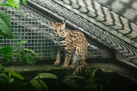 A rescued leopard cat, not able to return to wild habitat,  is confined under me Stock Photos