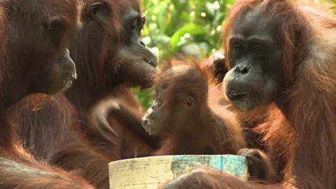Rescued Orangutans Drinking Milk on Platform, Borneo, Indonesia Stock Footage 142922345