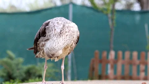 Rescued seagull in the grass Stock-Footage 88703198