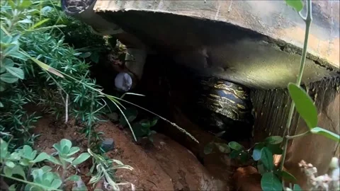 Rescuing a Mother Python and Her Eggs, Ballito, KwaZulu-Natal, South Africa - 12 Stock Footage 205210246