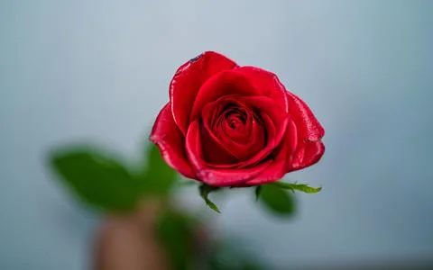 Rese flower Stock Photos