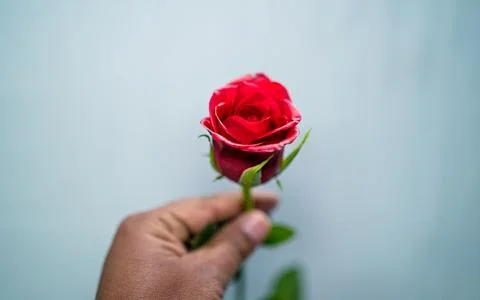 Rese flower Stock Photos