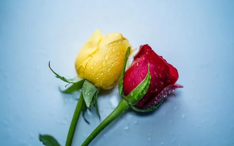 Rese flower Stock Photos