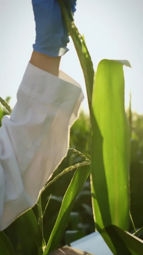 A research assistant collects data on the growth and development of young co Stock Footage 331529792