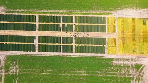Research of different varieties of wheat and rye. View from above on a plot with Stock Footage 158355095