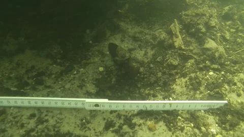 Research divers discover Bronze Age femur in the Tollense river Part 1 Stock Footage 300107553