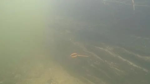 Research divers discover human bones from the Bronze Age in the Tollensetal P 1 Stock Footage 295995540