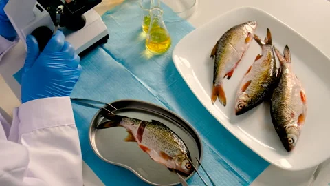 Research fish in the lab. Selective focus. Stock Footage 335195124