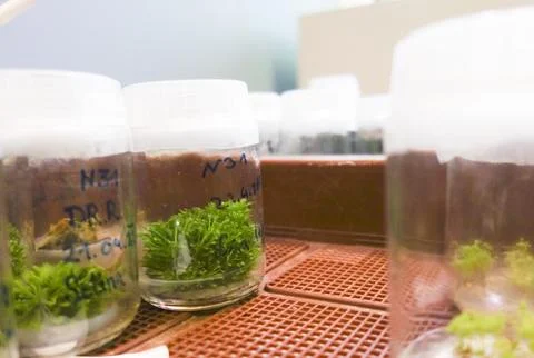 Research laboratory for plants Foto stock