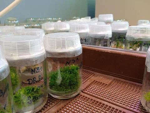 Research laboratory for plants Stock Photos