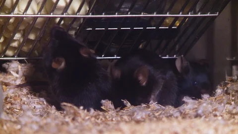 Research mice in cage closeup Stock Footage 125452013