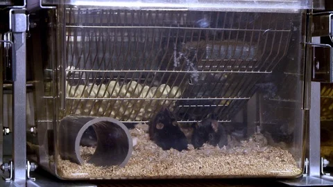 Research mice in cage Stock Footage 125452019
