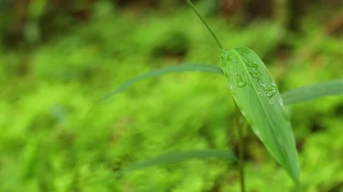 Research natural and environment in the forest. Stock Footage 77415433