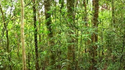 Research natural and environment in the forest. Stock Footage 77415567