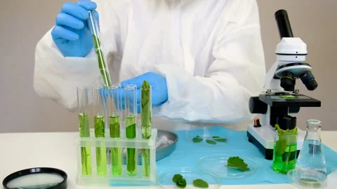Research of plants in the laboratory. Selective focus. Stock Footage 309909088