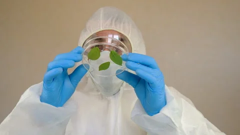 Research of plants in the laboratory. Selective focus. Stock Footage 309909638