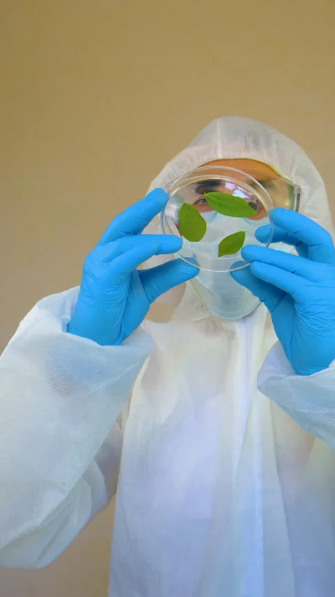 Research of plants in the laboratory. Selective focus. Stock Footage 310012306