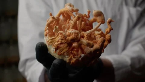 Research Sample of Cordyceps Shown in Black Gloves Vídeos de archivo 331568113