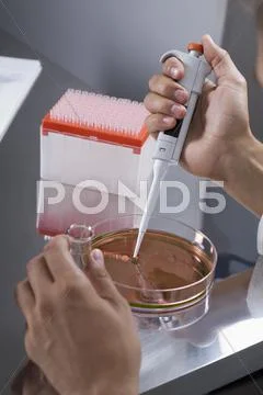 A research scientist using a pipette on a Petri dish Stock Photos