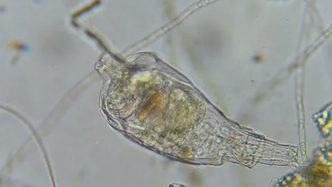 Research Scientists Unicellular Organisms. Soil Microorganisms Under Micros.. Stock Footage 283184366