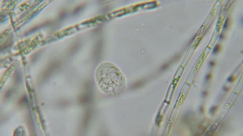 Research Scientists Unicellular Organisms. Soil Microorganisms Under Micros.. Stock Footage 283743340