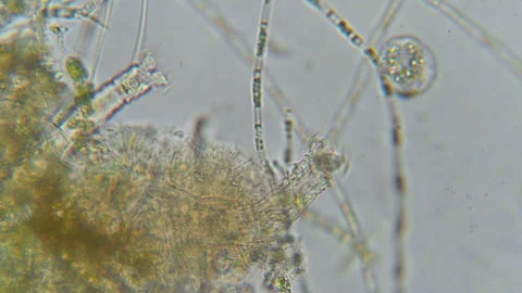 Research Scientists Unicellular Organisms. Soil Microorganisms Under Micros.. Stock Footage 284201241