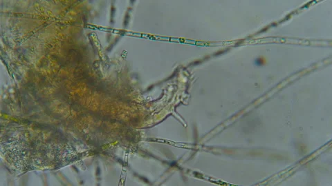 Research Scientists Unicellular Organisms. Soil Microorganisms Under Micros.. Stock Footage 291683170