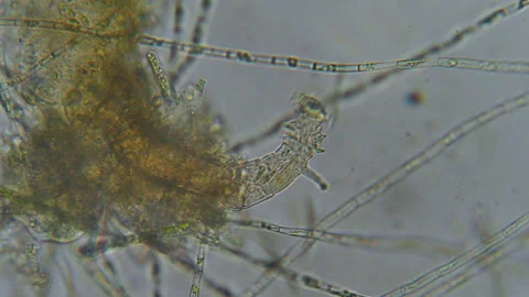 Research Scientists Unicellular Organisms. Soil Microorganisms Under Micros.. Stock Footage 315698564