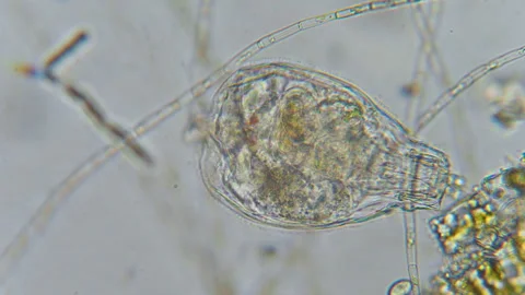 Research Scientists Unicellular Organisms. Soil Microorganisms Under Micros.. Stock Footage 315698784