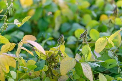 Research soybean plot with pods visible, scattered clusters across monitoring be Fotos de archivo