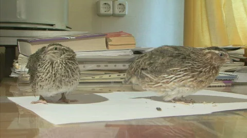 Research on the table 動画素材 772474