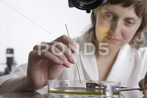 A research technician using a cotton swab on liquid in a Petri dish Stock Photos