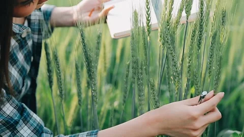 Researcher are test the quality of rice in the farm Stock Footage 265994426