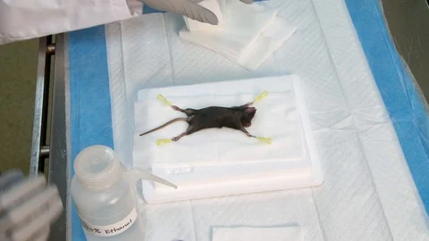 Researcher cleans mouse with alcohol before dissection Stock Footage 107988672