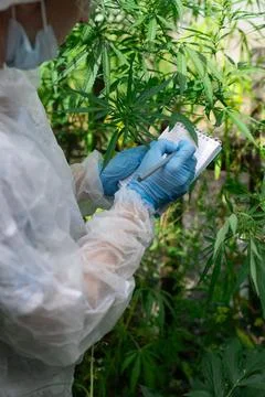 A researcher is documenting the growth of plants in a controlled environment for Stock Photos