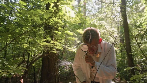 Researcher Examining Spider Web With Magnifying Glass In Forest Stock Footage 321108795