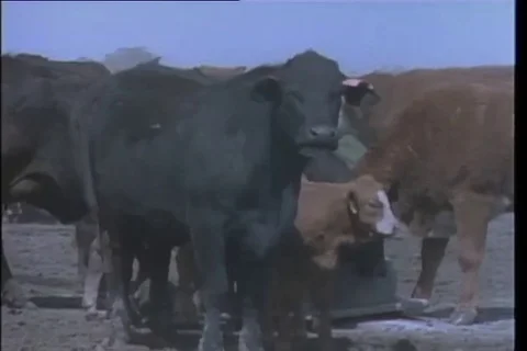Researcher explains about Germ Plasm Evaluation Programme at the M.A.R.C. - 1980 Vidéo 99028811