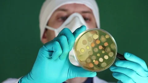 Researcher is exploring the  petri dish loaded with agar media Stock Footage 73551861