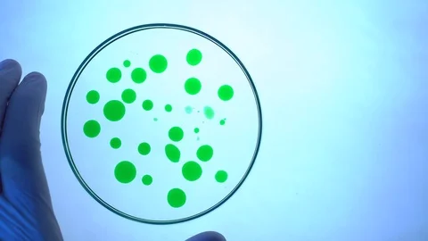 Researcher extracts algae sample from petri dish in laboratory Stock Footage 88612512