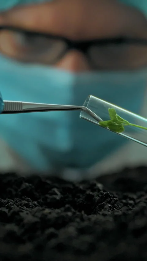 Researcher extracts green sprout from test tube in laboratory for agricultur Stock Footage 331724676