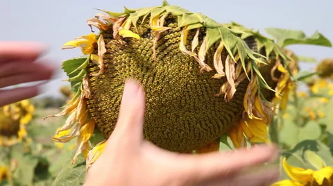 Researcher hands verifying seeds, kernels, sunflower field, full grown plants Stock Footage 40633280