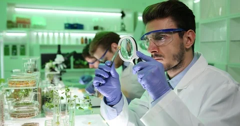 Researcher Man Analyze Corn Seed Scientist Use Magnifying Glass Work Laboratory Stock Footage 87913711