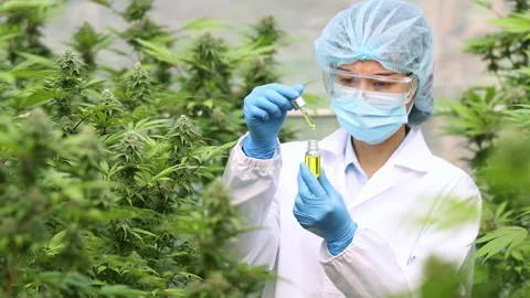 Researcher or scientist drops hemp oil Testing CBD hemp oil products on ind.. Stock Footage 336935585