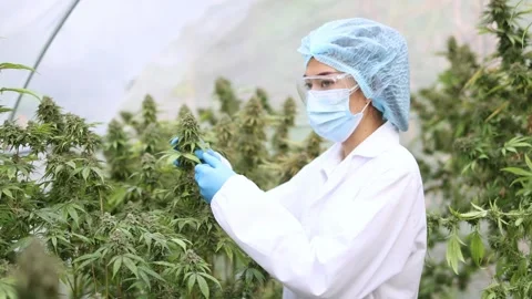 Researcher or scientist Inspect marijuana in the greenhouse Quality control.. Stock Footage 336937408