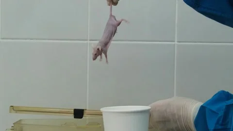 Researcher pulls a hairless mouse Видео 169452864