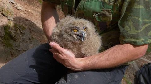 Researcher ringing juvenile Eurasian eagle owl (Bubo bubo) Stock Footage 116288679